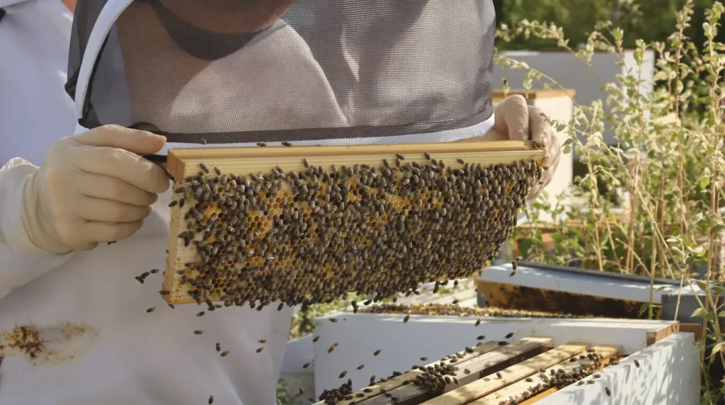 "Il pourrait être la plus grande menace pour nos abeilles" : l’apiculture charentaise sous la menace du péril varroa