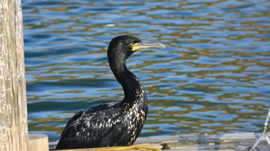 "Leur surpopulation occasionne des dégâts importants" : pourquoi les grands cormorans sont abattus légalement dans le